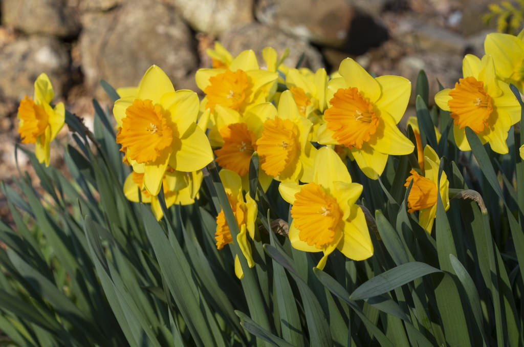 Daffodil Cultivars