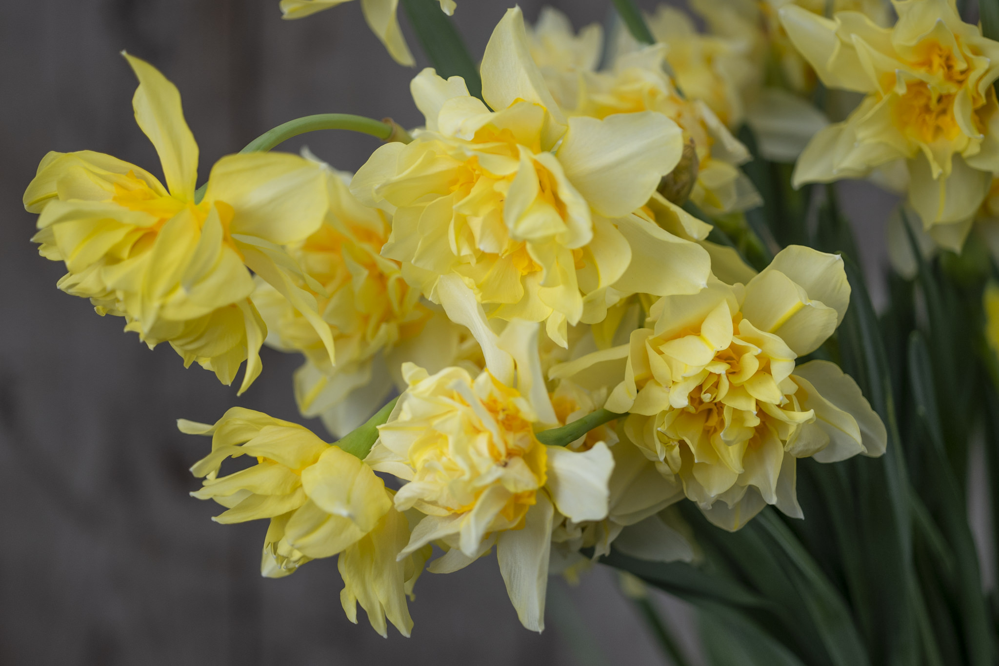 Daffodil Cultivars