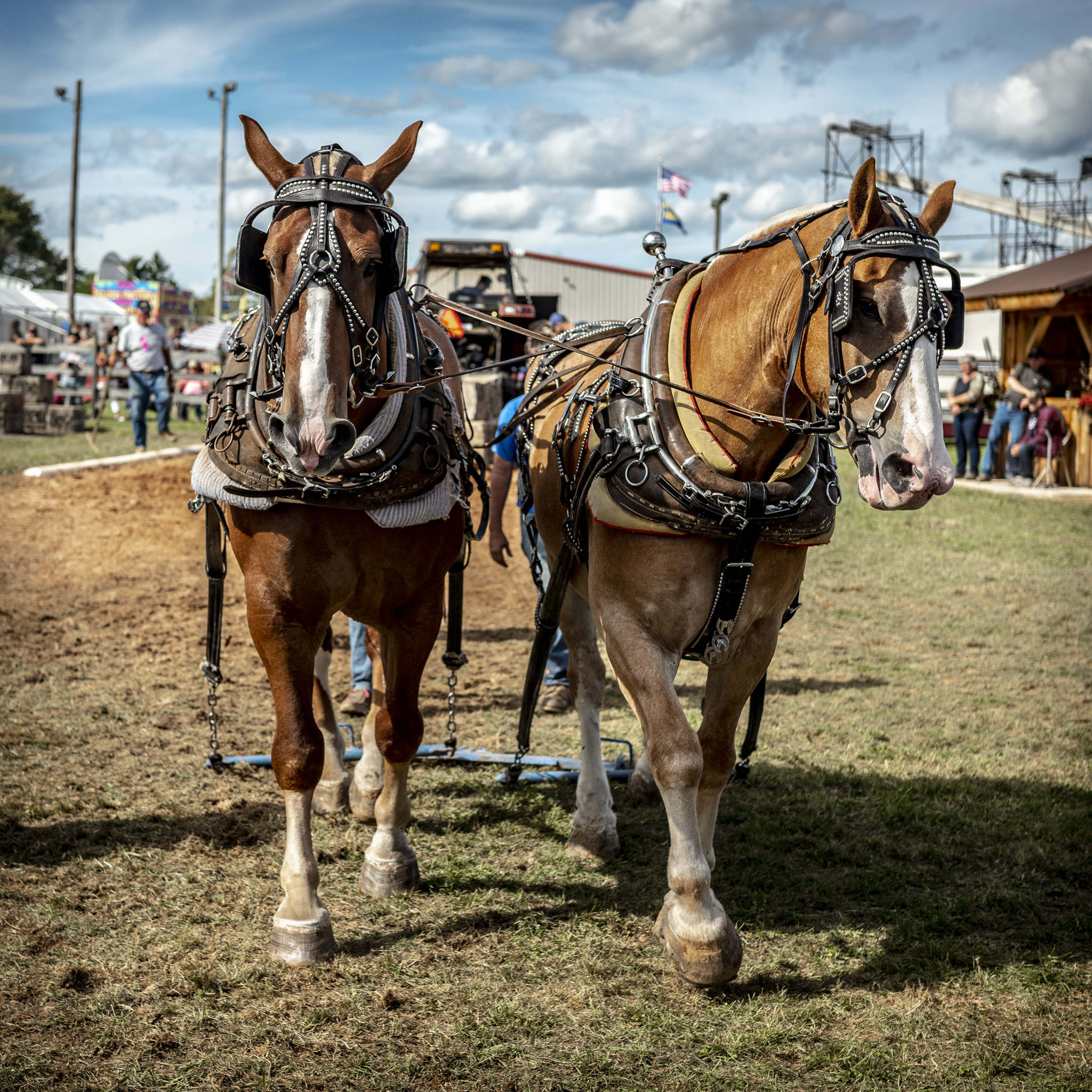 Horses